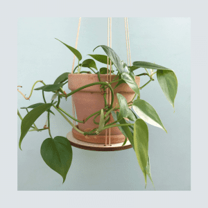 Birk planteholder_leerbaek_planteophaeng_dansk design_groenne planter