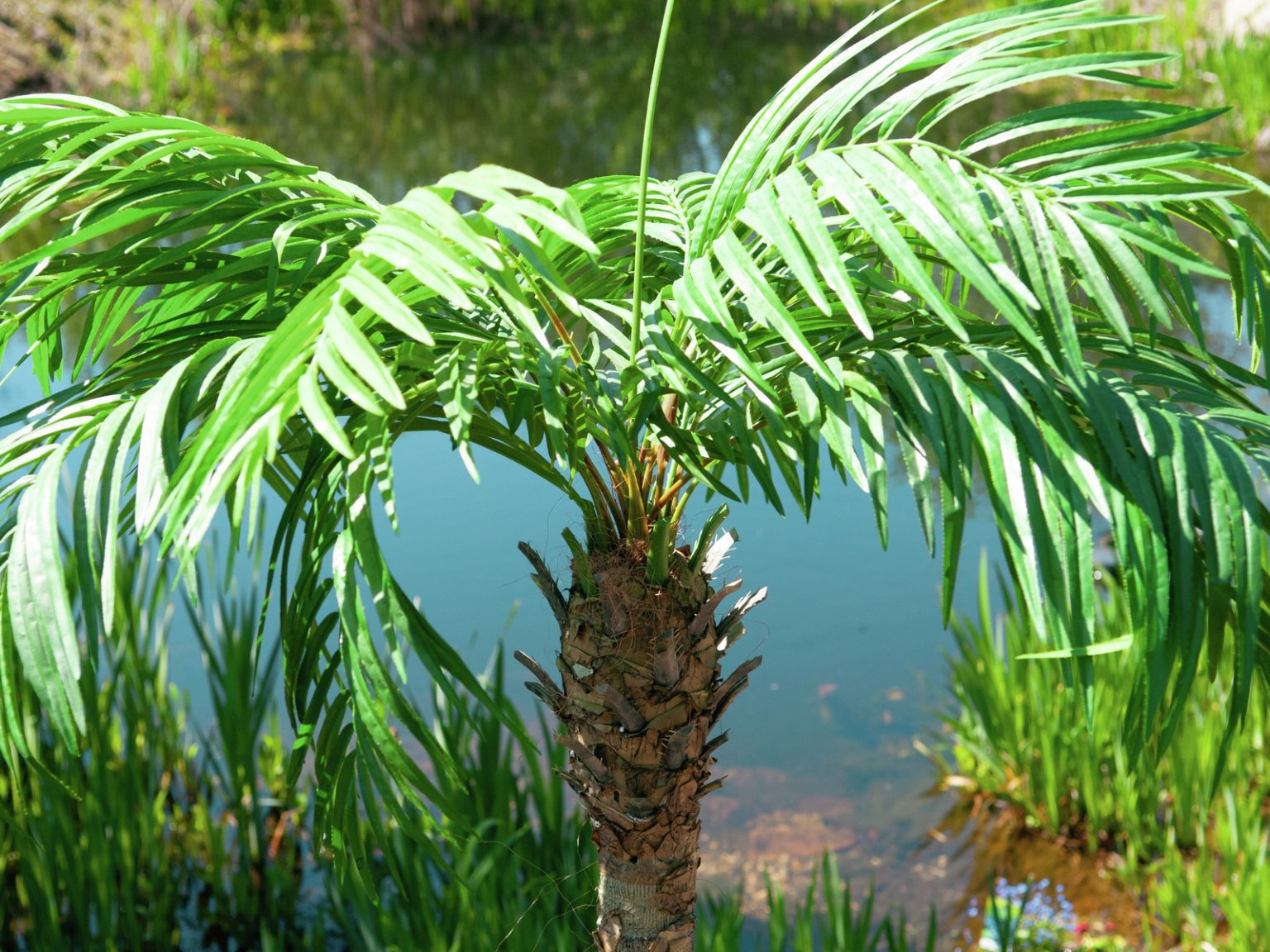 Phoenix Palm Tree In Black Pot | Hobby Lobby | 1880889