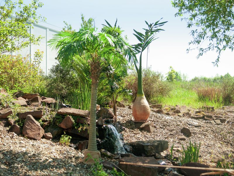 Buy Phoenix Palm Tree - Nursery in Spain - P.O.M