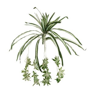 Kunstig Spidervæddelilje, grøn/hvid, 60cm