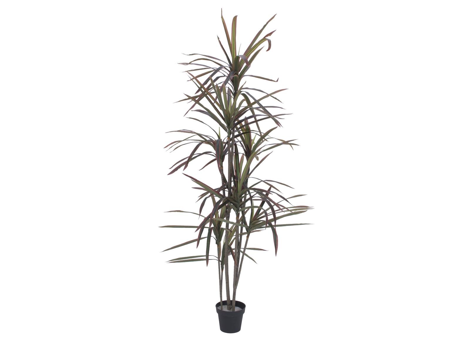 Kunstig Dracaena, grøn/rød, 180 cm