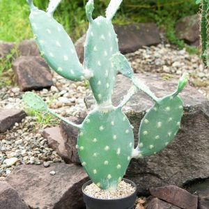 Alternative view of Kunstig Nopal kaktus, grøn, 76 cm