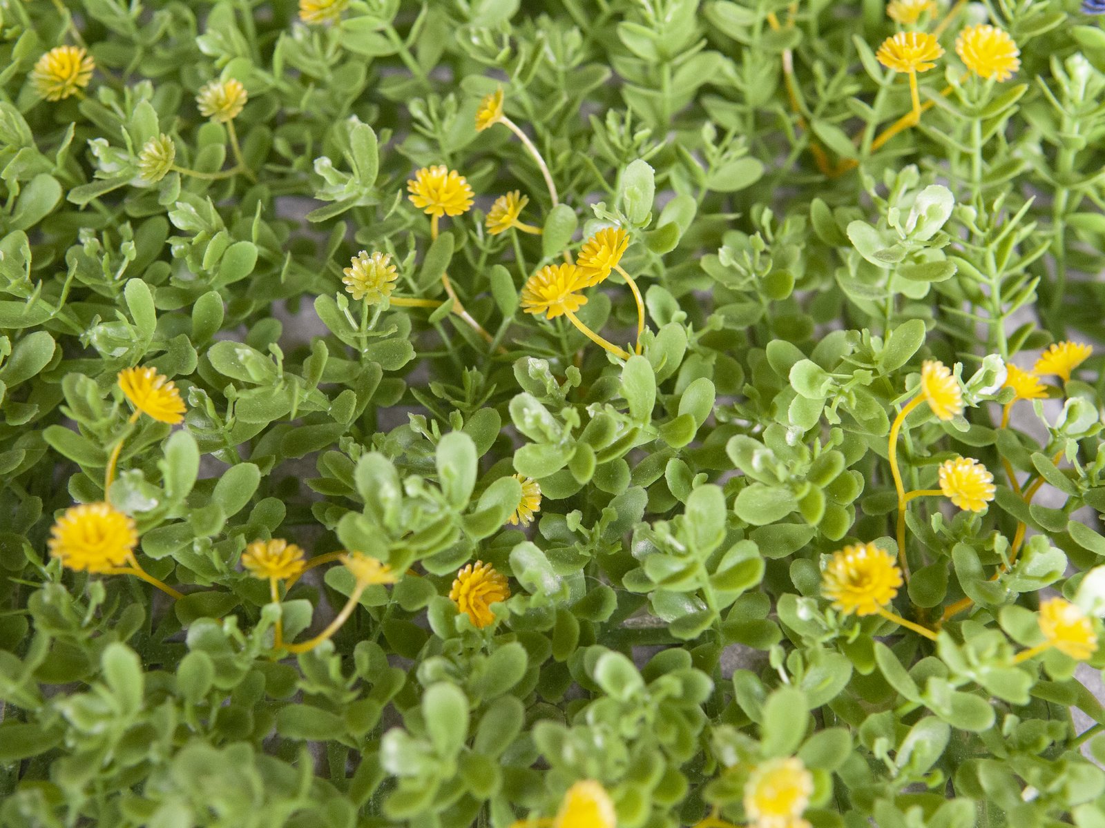 Kunstig Græs måtte, grøn-gul, 25x25 cm - Billede 5