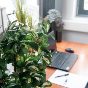 Alternative view of Kunstig Schefflera, grøn, 120 cm