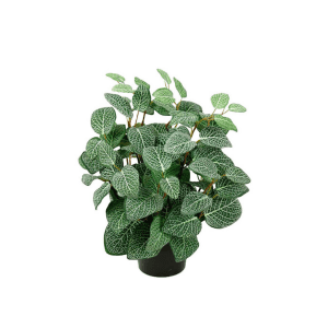 1080-99-1 mix - Fittonia - nerveplante 34 cm - 8225-95-1