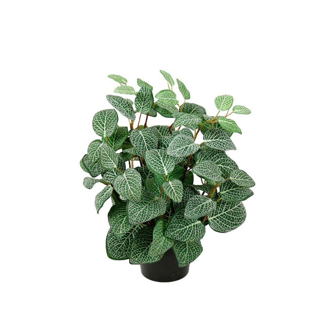 1080-99-1 mix - Fittonia - nerveplante 34 cm - 8225-95-1
