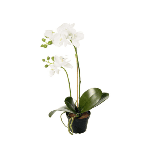 2911-99-1 mix - Phalaenopsis - orkidé 45 cm - 2911-10-1