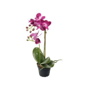 2911-99-1 mix - Phalaenopsis - orkidé 45 cm - 2911-42-1