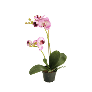 2911-99-1 mix - Phalaenopsis - orkidé 45 cm - 2911-45-1