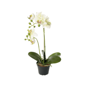 2911-99-1 mix - Phalaenopsis - orkidé 45 cm - 2911-95-1