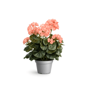3489-31-1 - Pelargon - kunstig blomst