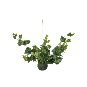 4805-01 - Murgröna - hedera helix - haengeplante