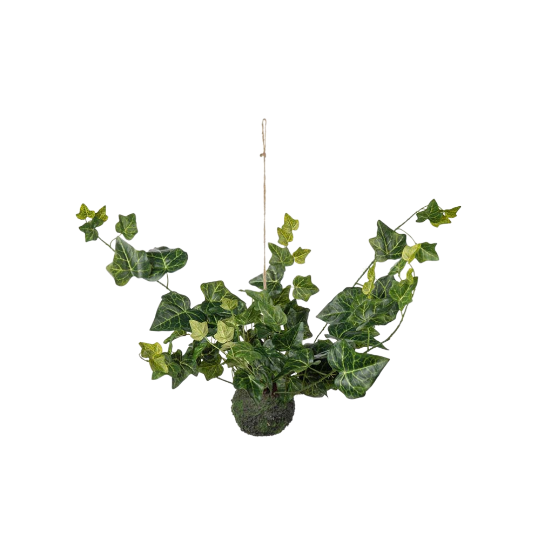 4805-01 - Murgröna - hedera helix - haengeplante