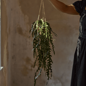 6356-90-3 - Älghornsbräken - stuebregne - kunstig plante - haengeplante