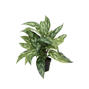 9729-99-1 mix - Aglonema 35 cm - 2605-95-1