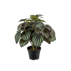 9729-99-1 mix - Peperomia 30 cm - 2043-95-1