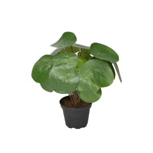 9729-99-1 mix - Pilea 25 cm - 9180-90-1