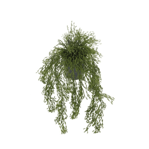 1872-90-1 - Rhipsalis 65 cm - misteltenkaktus - mr plant