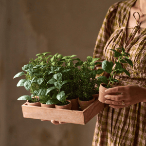 4989-99-1 - krydderimix - basilikum, rosmarin og mynte - kunstige planter