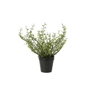 5036-90-1 - Muehlenbeckia - Myrtetaeppe - kunstige planter