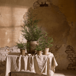 5036-90-1 - Muehlenbeckia_1 - flere stoerrelser