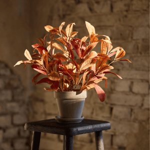 5389-33-1 - lager - Laurbaerbusk i potte, rodbrun – Mr. Plant