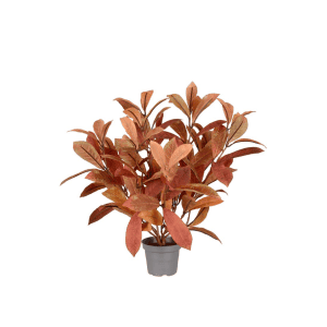 Alternative view of Mr Plant - Laurbærbusk i potte, rødbrun, 45 cm