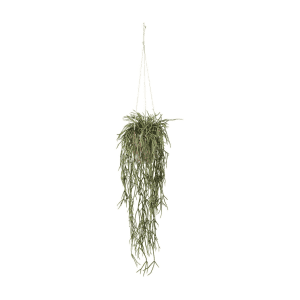6358-90-3 - Rhipsalis - Misteltenkaktus - kunstige haenge planter