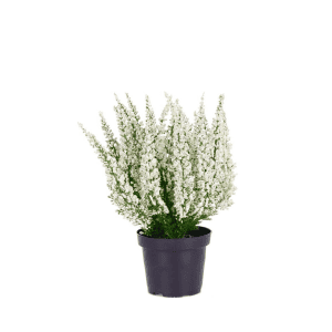 Kunstig lyngplante – Mr. Plant - Hvid